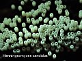Henningsomyces candidus-amf50-1